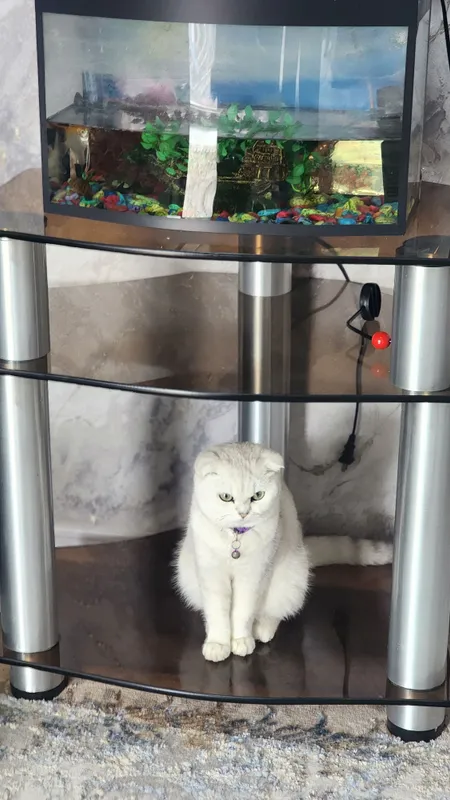 Scottish Fold, 1,5-месячные, 3 котёнка. 6 Scottish Fold, 1,5-месячные, 3 котёнка. 6