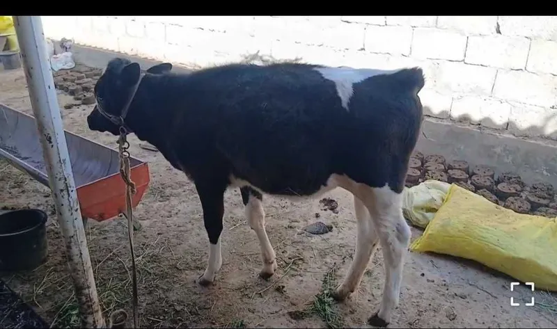 Mana shu tana sotiladi narxini kelishamiz