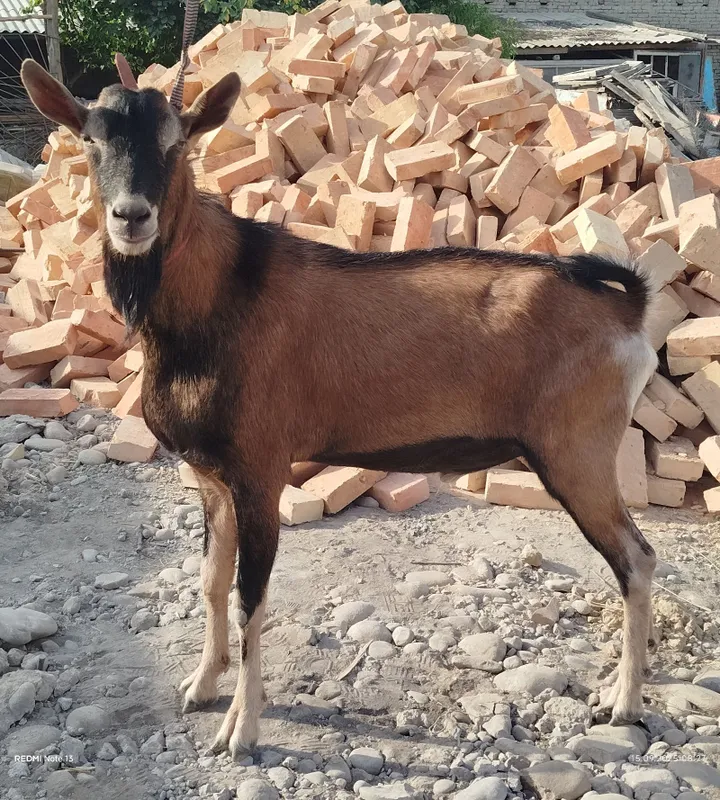 Продаётся альпийская козочка 2 Продаётся альпийская козочка 2