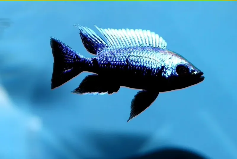 Capadachhromis mloto