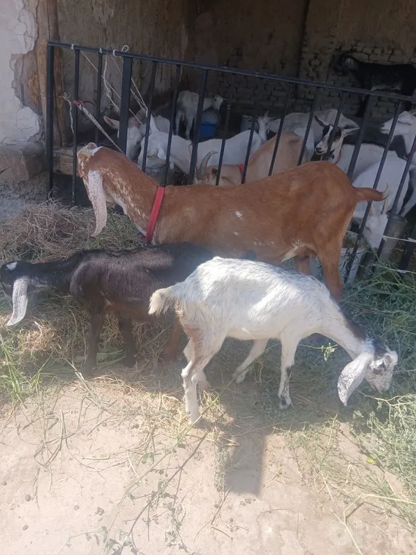 Zanin zotli echkilar sotiladi hammasi takkadan chiqgan 6 Zanin zotli echkilar sotiladi hammasi takkadan chiqgan 6