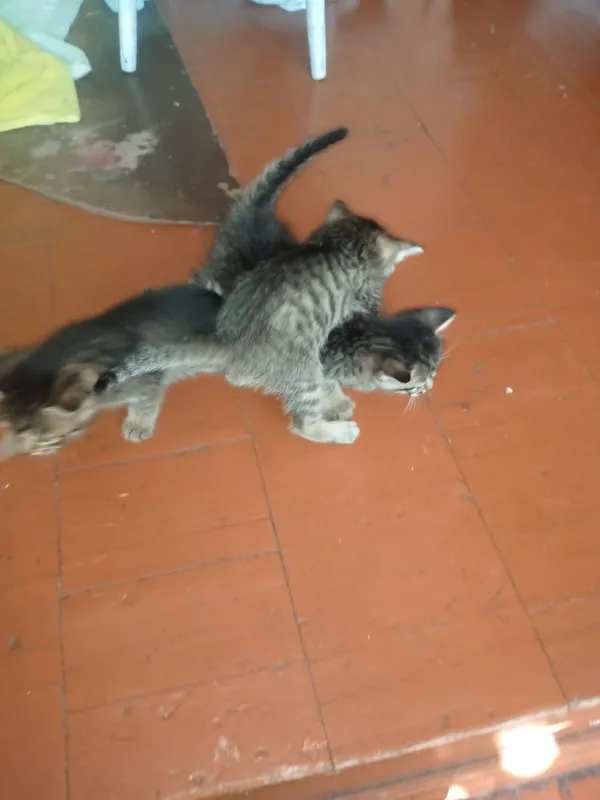 Mushuk bolalari bor 3