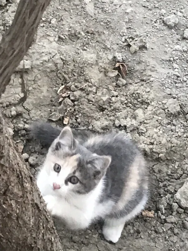 Котята,мальчики,девочки 7 Котята,мальчики,девочки 7