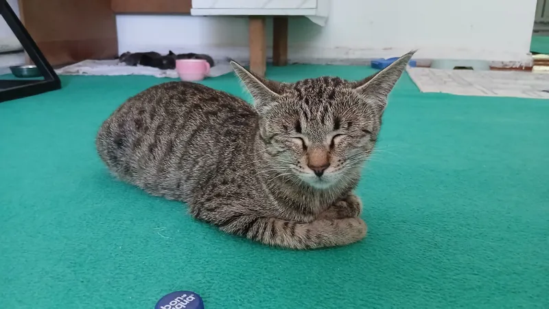 котята в подарок 7 котята в подарок 7