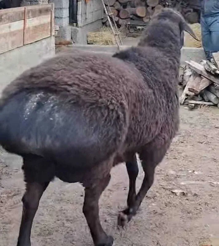 Aqiqa, qurbonlik, ehson va xudoyi uchun qo‘ylar qo‘chqorlar sotiladi