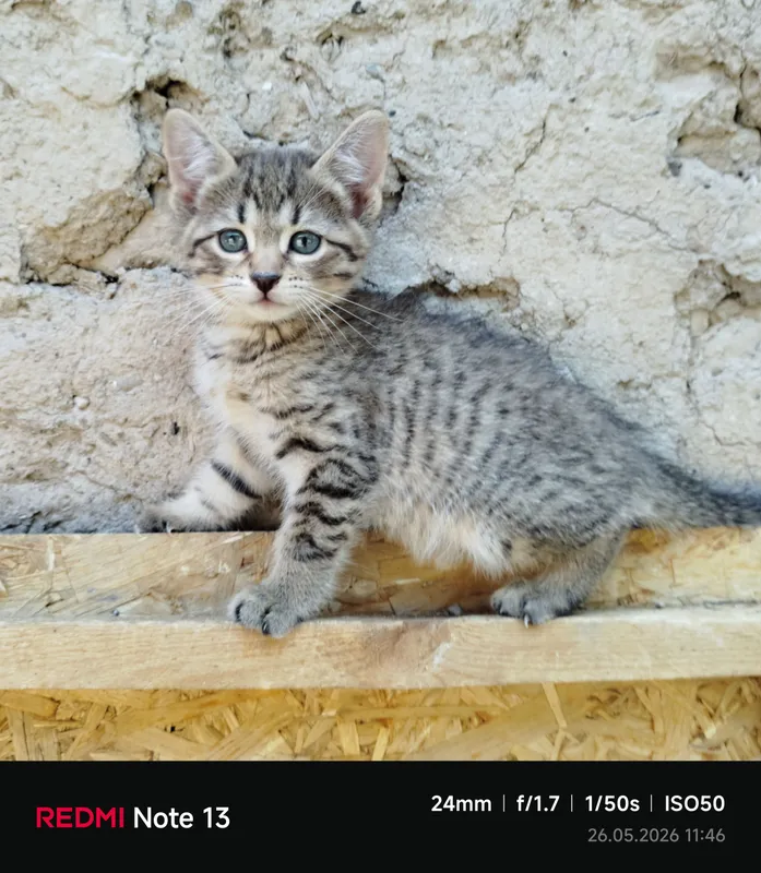 Пристраиваются домашние котята — фото 6