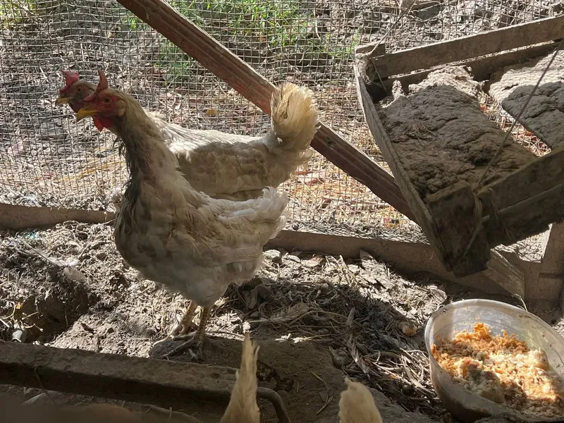 Tovuqlar sotiladi soni 7 ta makyon tuxum tug‘adi 5 Tovuqlar sotiladi soni 7 ta makyon tuxum tug‘adi 5