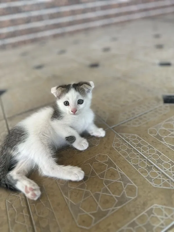 Котенок 2 месячный