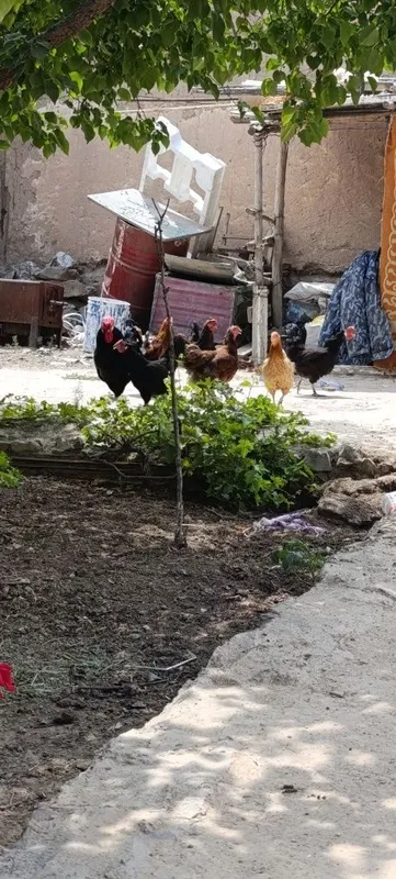 Продаются куры и петух, все несут в день 4 5 6 яиц, всё закончилось 1