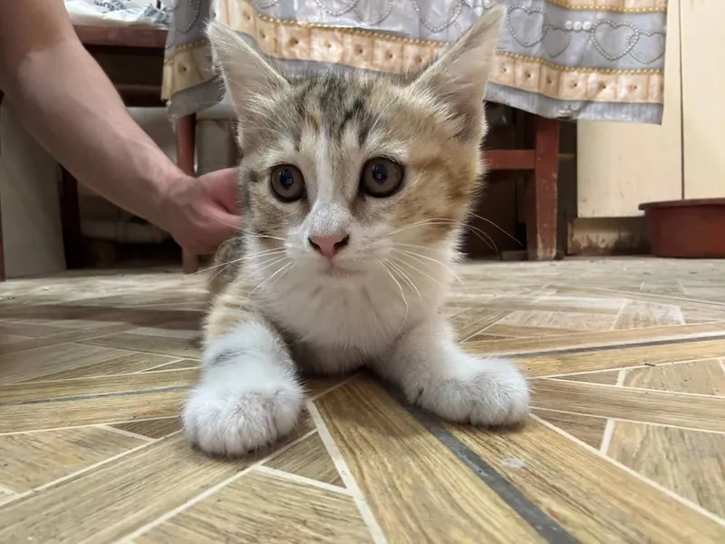Котята, в хорошие руки — фото 5
