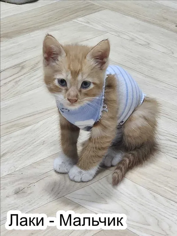 Отдам котят в добрые руки! 3 Отдам котят в добрые руки! 3