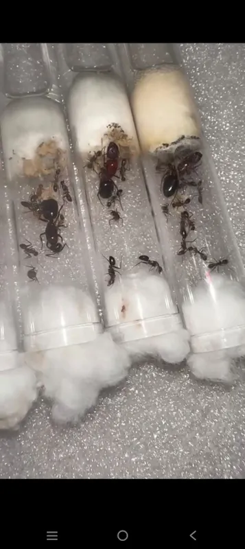 Camponotus turkestanicus 2 Camponotus turkestanicus 2