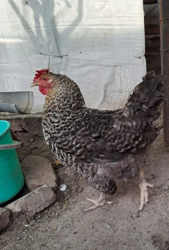 Продам домашних курей 5 Продам домашних курей 5