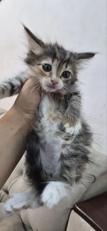 2,5 oylik mushukchalarni yaxshi qo‘llarga beraman 3