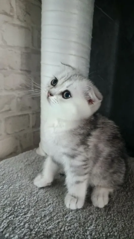 Шотландский котёнок 1 Шотландский котёнок 1