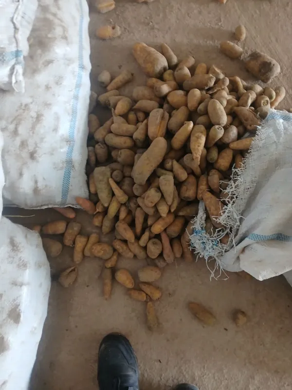 Molga sabzi bor chirimagan holati yaxshi — фото 3