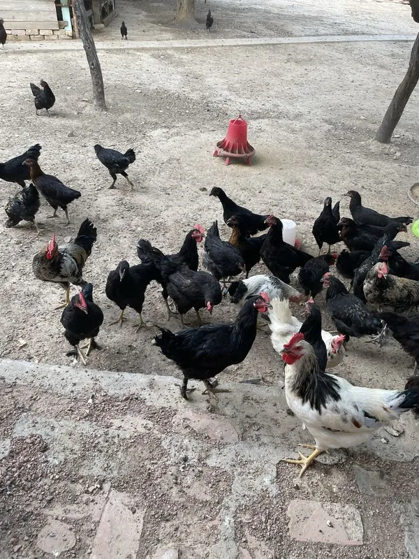 Xo’roz Tovuq Jo’ja aralash 1 Xo’roz Tovuq Jo’ja aralash 1