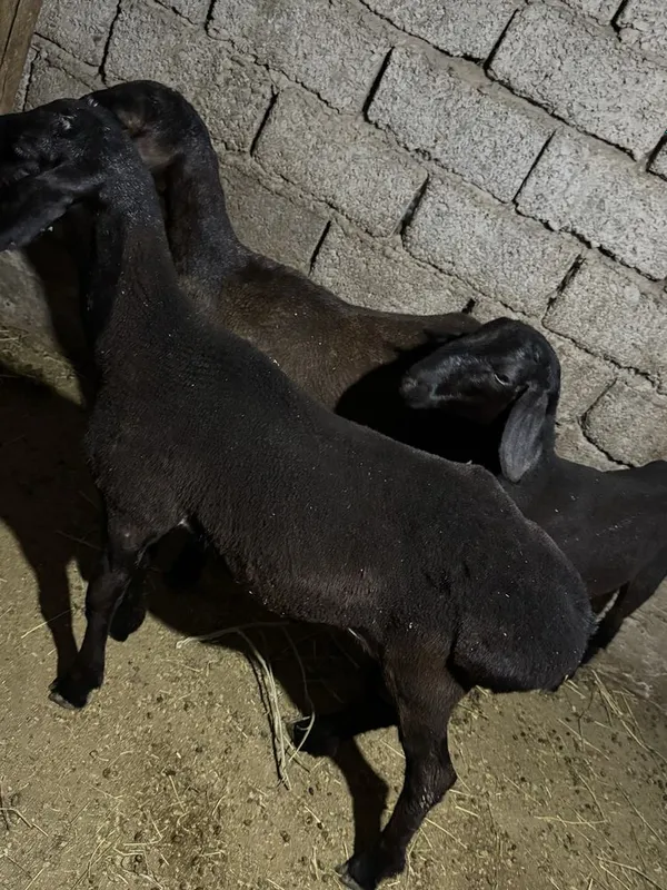 Qochqorla sotiladi narhi 3.800 3 Qochqorla sotiladi narhi 3.800 3