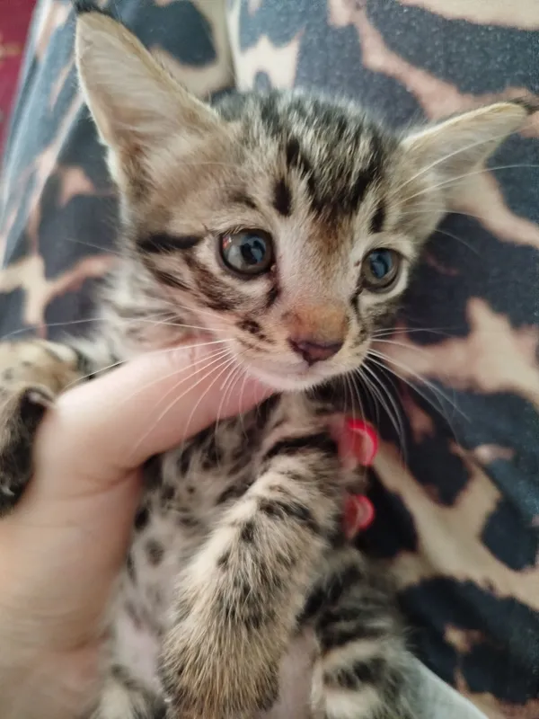 котята