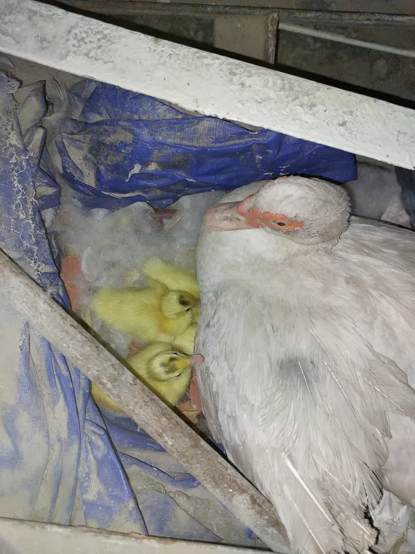 Indoutka bolalari bilan birga 1