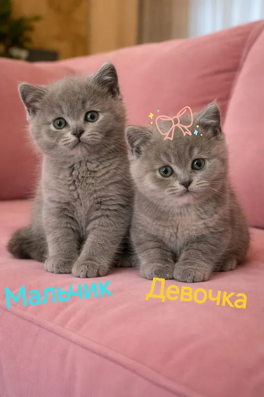 Продаются сладкие котята — фото 1