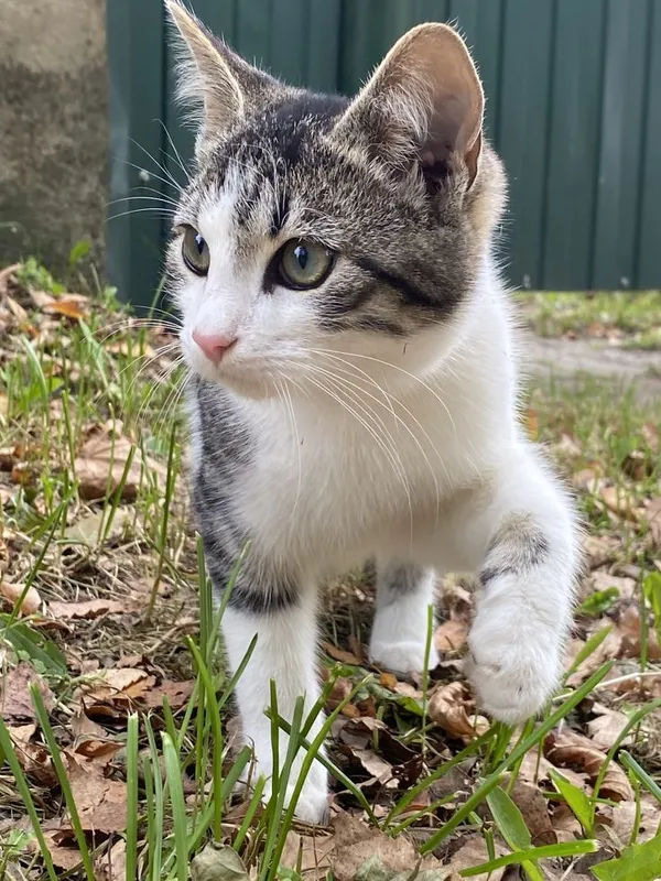 Котенок Мушучка яхши кулларга