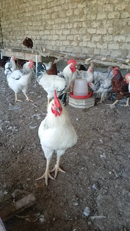 Adler xorozlari yaxshi boqilgan 7 Adler xorozlari yaxshi boqilgan 7