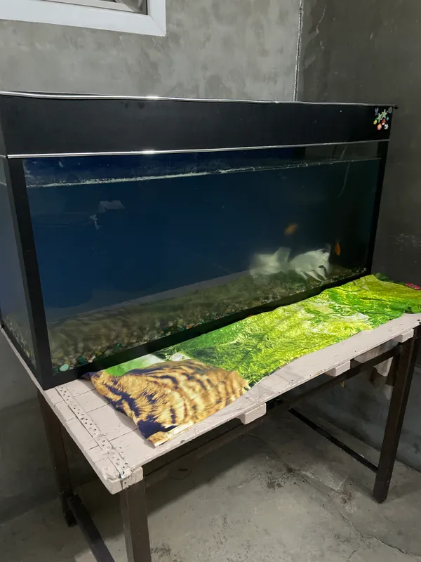 akvarium 300 litrli 2 akvarium 300 litrli 2