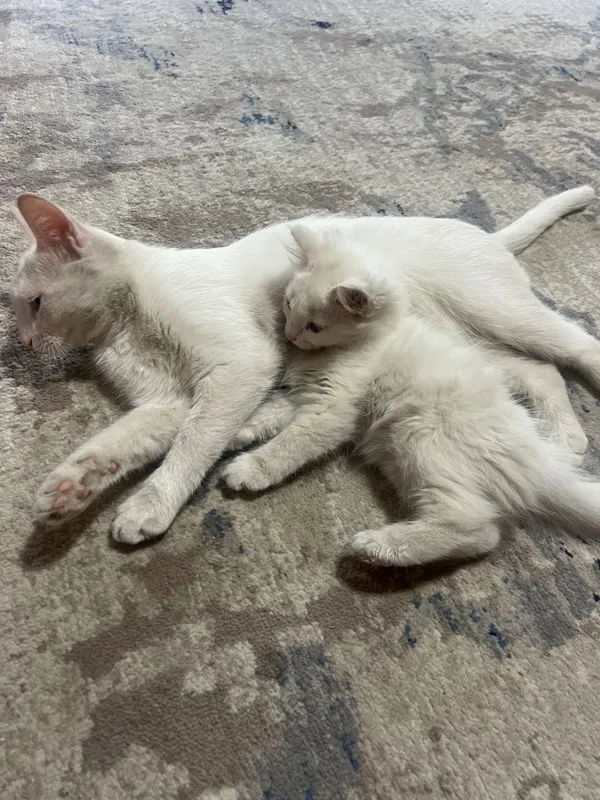 Tekinga beriladi 2 Tekinga beriladi 2