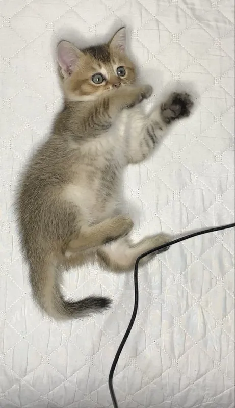 Продаётся котёнок золотая шиншилла — фото 1
