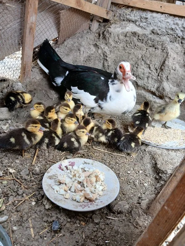 Indautka jo'jalari sotiladi donasi 40 ming g'oz 100 ming — фото 2