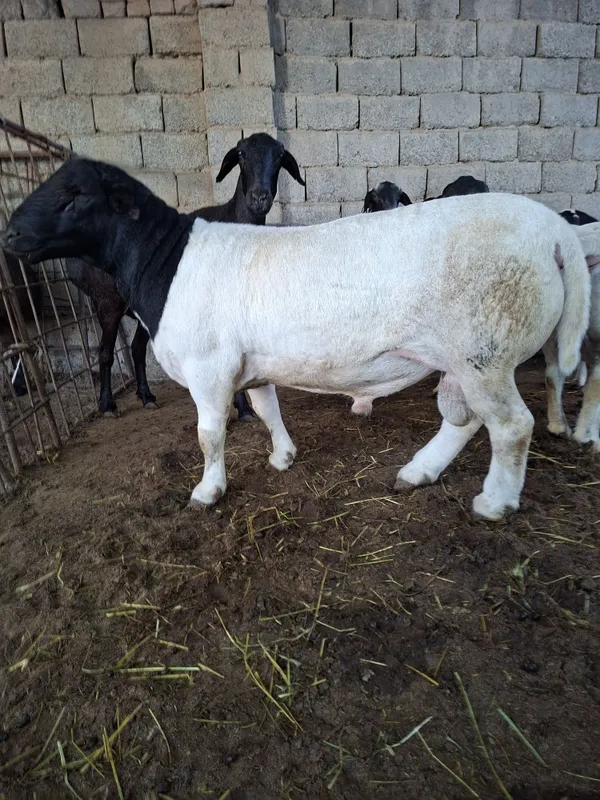 Dorper Qochqor Qoy Zotdor