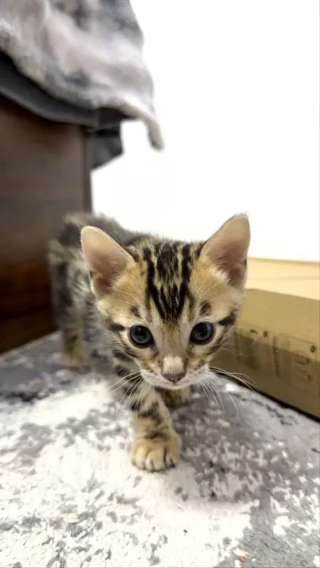 Клубные бенгальские котята 2 Клубные бенгальские котята 2
