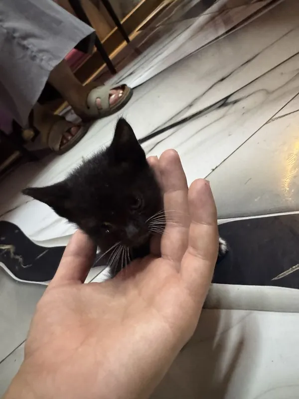 Отдадим котят бесплатно 2 Отдадим котят бесплатно 2