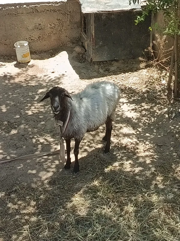 Quy sotiladi kelishtirib beramiz 4 Quy sotiladi kelishtirib beramiz 4