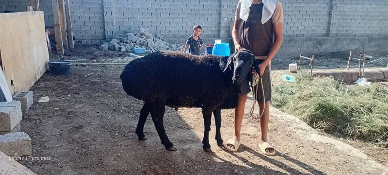 Katta qoʻchqor sotiladi 2tish 4 Katta qoʻchqor sotiladi 2tish 4