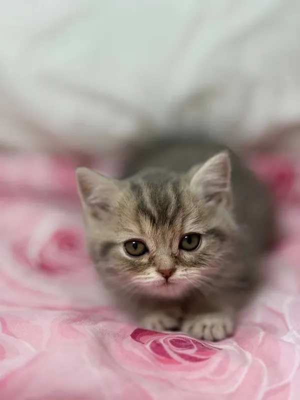 Продается Кошка 2 месяца — фото 2