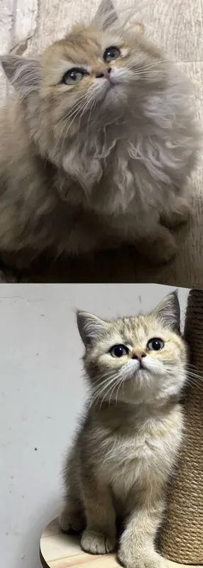 кот 3