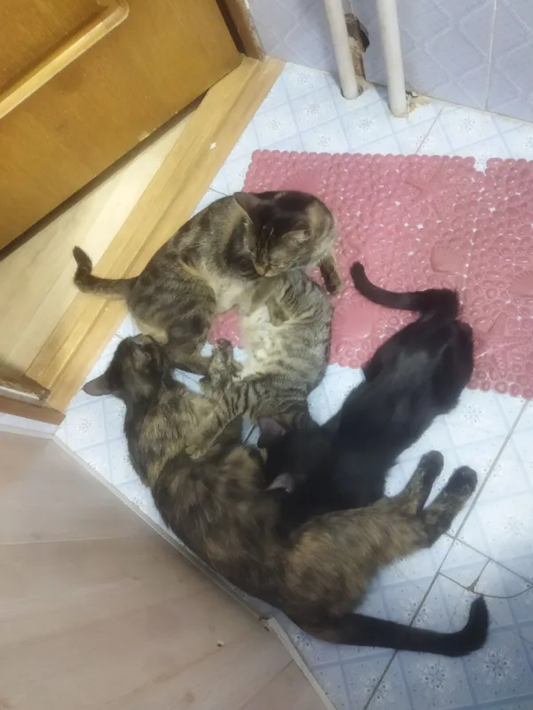 Отдам кошек только на добрые руки