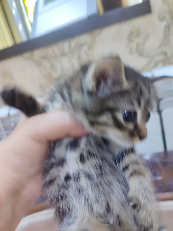 Отдадим котят в хорошие руки.Котята кушают,ходят на песок .Здоровые.