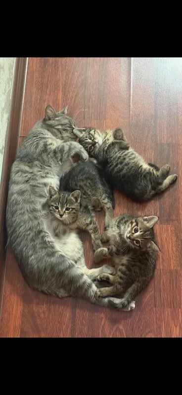 котята даром в добрые руки