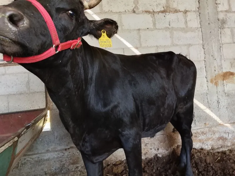 Buqqa sotiladi. Yem yegan katta mol. Narxi yana kelishiladi 2 Buqqa sotiladi. Yem yegan katta mol. Narxi yana kelishiladi 2