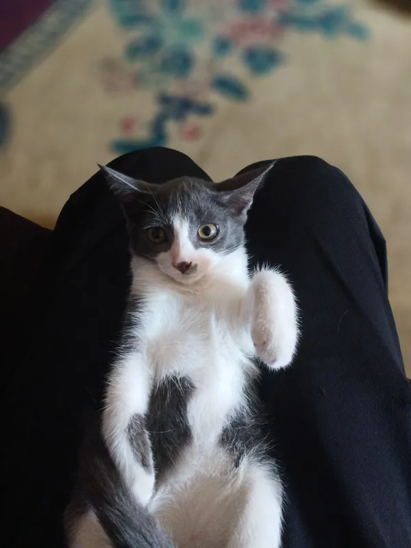 кот tuxedo range 1 кот tuxedo range 1