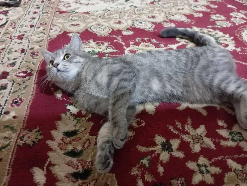 Кошка, девушка 10 месяцов, в хорошие руки — фото 1