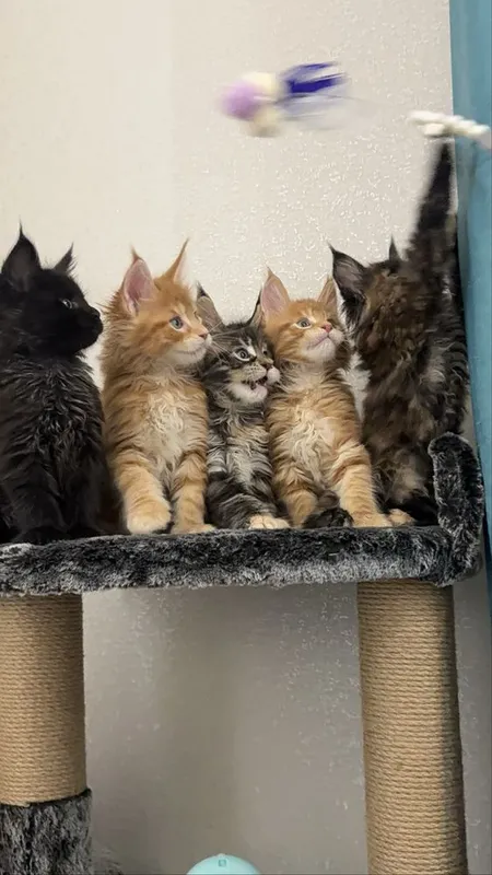 Премиальные котята Maine Coon | Элитная порода 1 Премиальные котята Maine Coon | Элитная порода 1