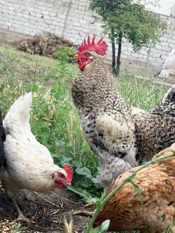 11 ta tovuq va bitta xoʻroz. bitta tovuq kurk bogan — фото 2
