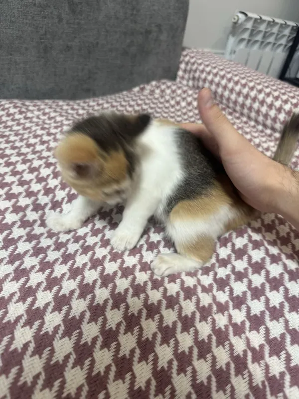 Отдам в хорошие руки 2 Отдам в хорошие руки 2