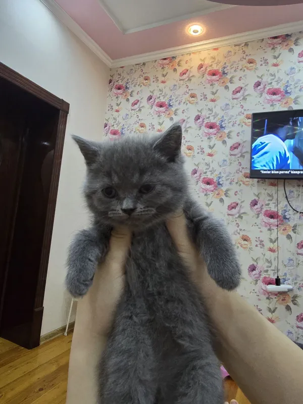 Страйт Мушукчалар сотилади
