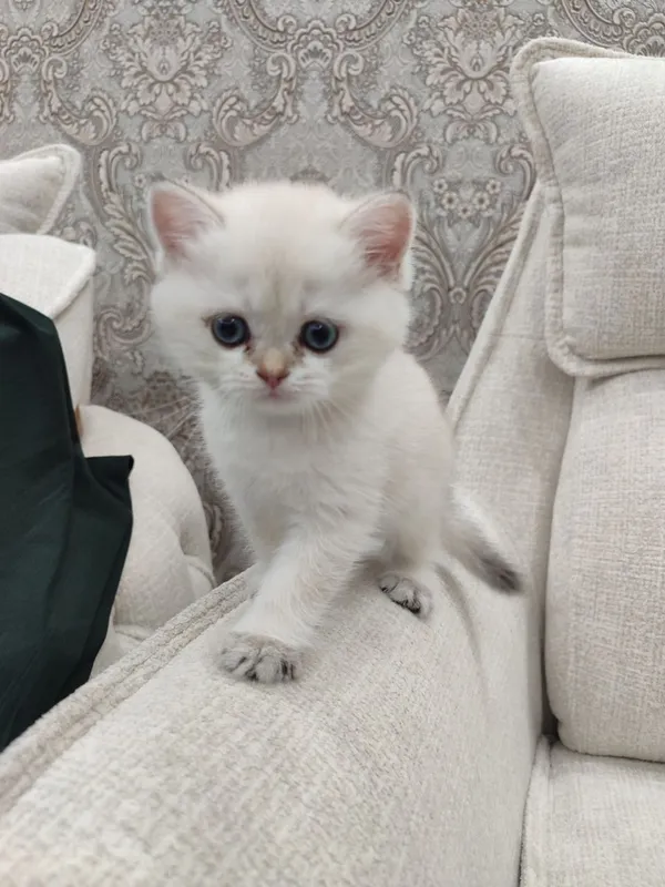 Чистокровные шотландские котята. 5 Чистокровные шотландские котята. 5
