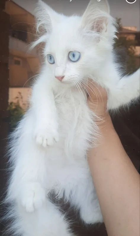 oydina oydina